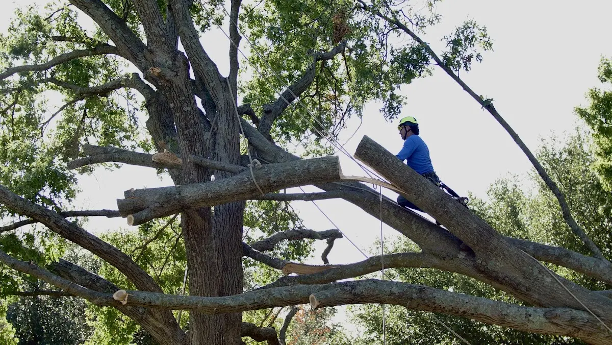 Professional Crown Thinning performed by certified arborists in Lorado